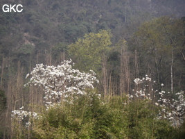 Le parc de Qianling (Guiyang 贵阳, Guizhou 贵州). 
