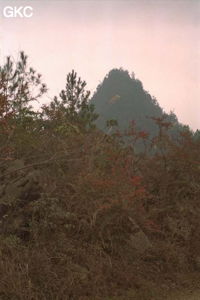 Piton échevelé d'une végétation coriace et rabougries, sur un ciel rose d'hiver. Synclinal de Yanziping (Hefeng, Hubei)