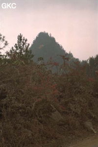 Piton échevelé d'une végétation coriace et rabougries, sur un ciel rose d'hiver. Synclinal de Yanziping (Hefeng, Hubei)