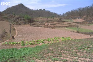 Le sentier qui mène à Tiankengcao; paysage agraire d'automne, champs labourés, quelques choux chinois . (Changpuxi, Wufeng, Hubei)