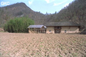 La ferme en pisé avec son bosquet de bambou, Nous sommes maintenant tout proche des entrées de Tiankengcao 1 et 2. (Changpuxi, Wufeng, Hubei)