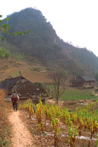 Nous sommes en rive droite de la Chaibuxi, le sentier remonte une grande combe cultivée bordée de fermes, avant de basculer dans les gorges. (Changpuxi, Wufeng, Hubei)
