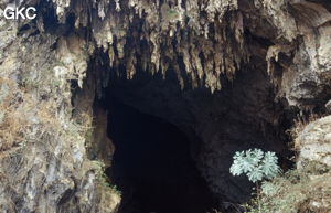 La voûte du porche d'entrée de la résurgence de Gesochukou 革索出口 est ornée de nombreuses stalactites retravaillées par la biocorrosion. (Panxian 盘县, Liupanshui 六盘水市, Guizhou 贵州省, Chine)
